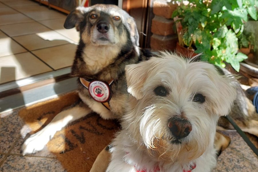 Zwei Hunde sitzen nebeneinander und schauen beide in die Kamera.