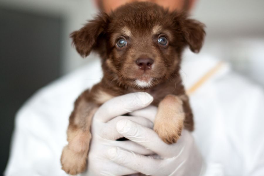 Welpe Scorpio auf dem Arm des Pflegers