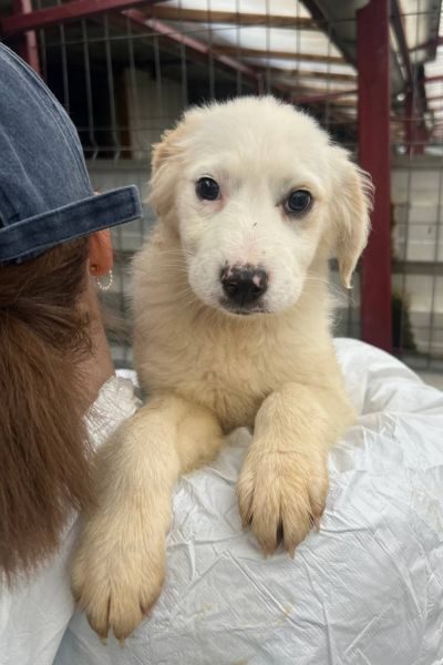 Welpe Apple ist auf dem Arm einer Pflegerin.