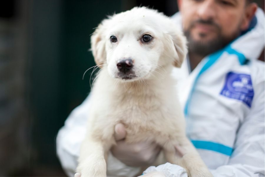 Welpe Apple ist auf dem Arm einer Pflegerin.