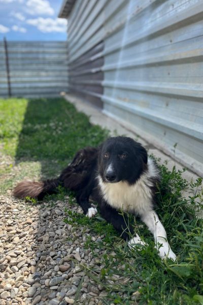 schwarz-weiße Hündin liegt im Gras