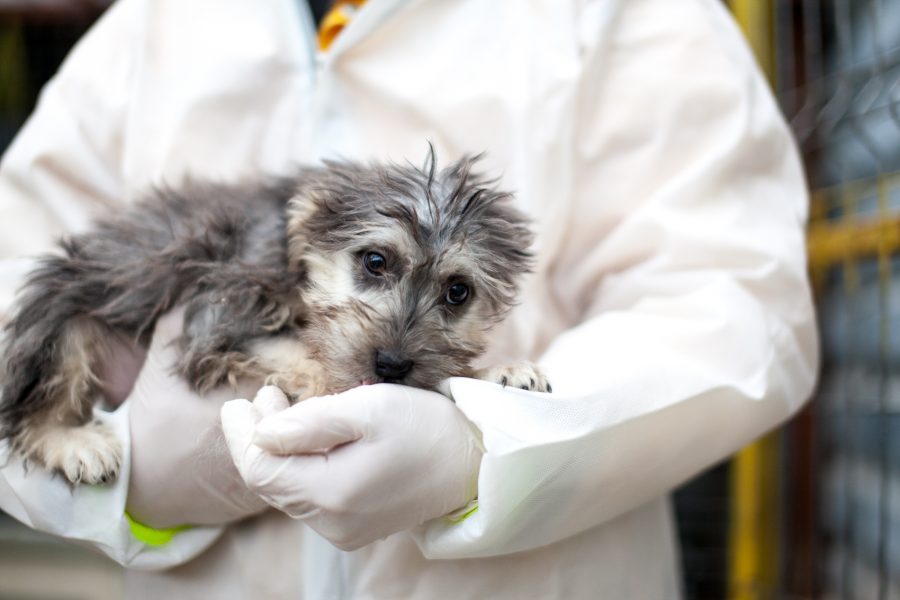 Braun, grauer Welpe wird auf dem Arm gehalten