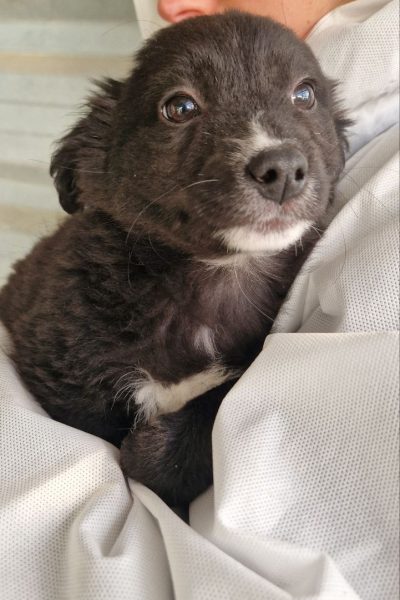 Schwarzer Welpe wird auf dem Arm gehalten