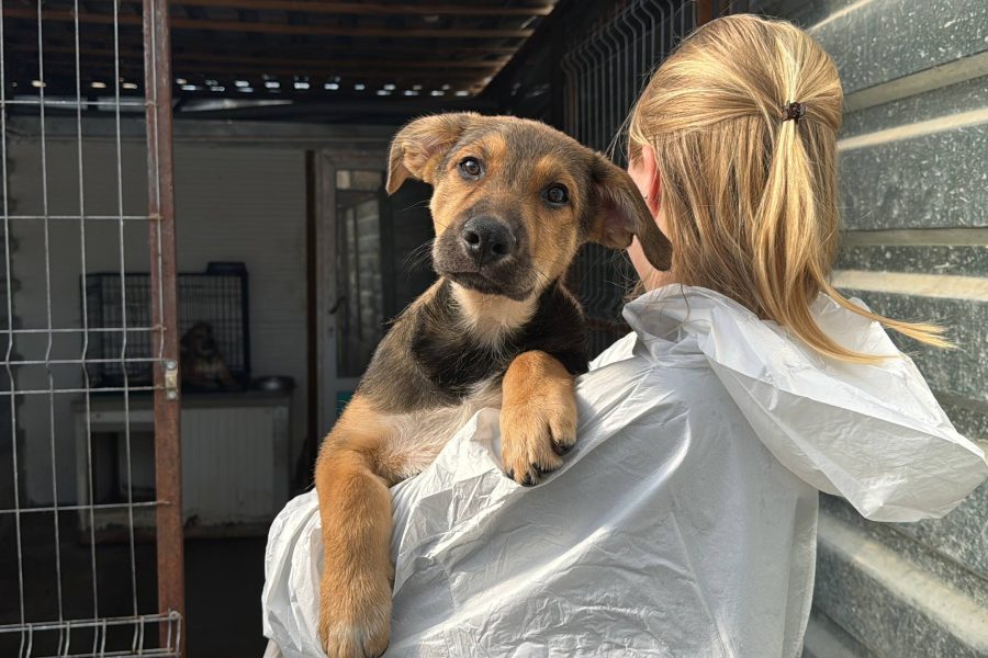 Kleiner Hundewelpe Dumbo schaut neugierig in die Kamera, Adoptionshund aus Rumänien