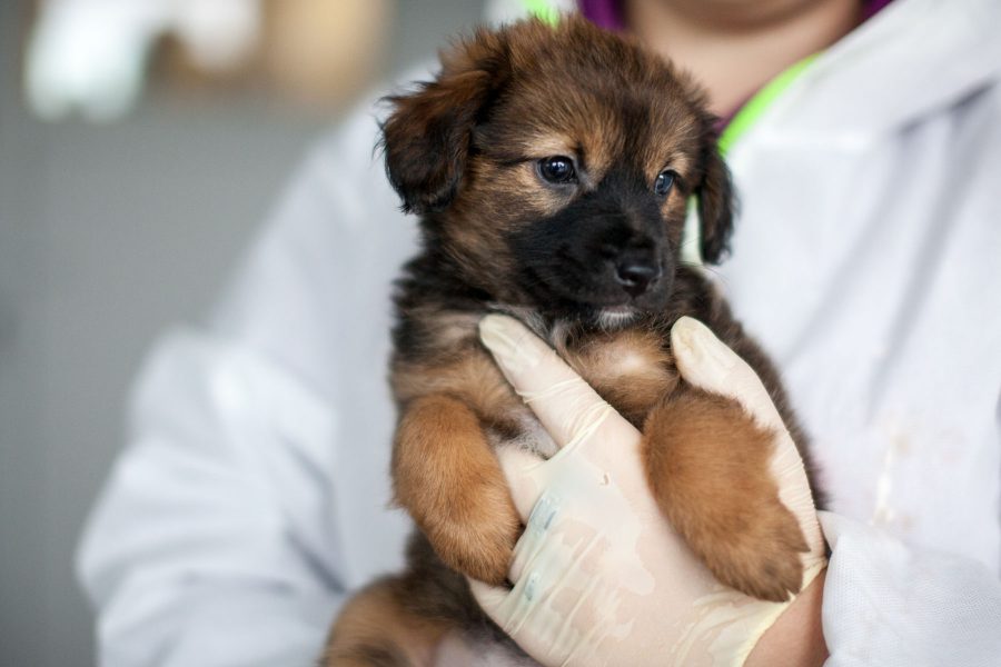 Kleine braune Penelope mit schwarzer Schnauze wird auf dem Arm gehalten.