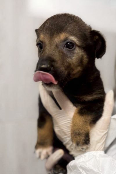 Die kleine braune Arya mit einem Knickohr wird in der Hand gehalten