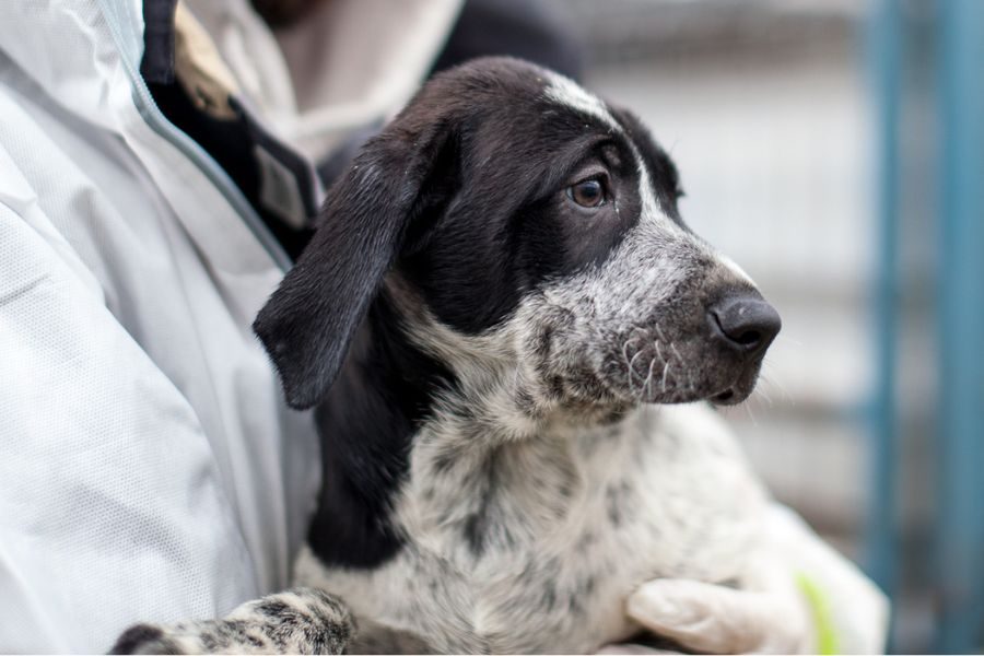 George ist auf dem Arm