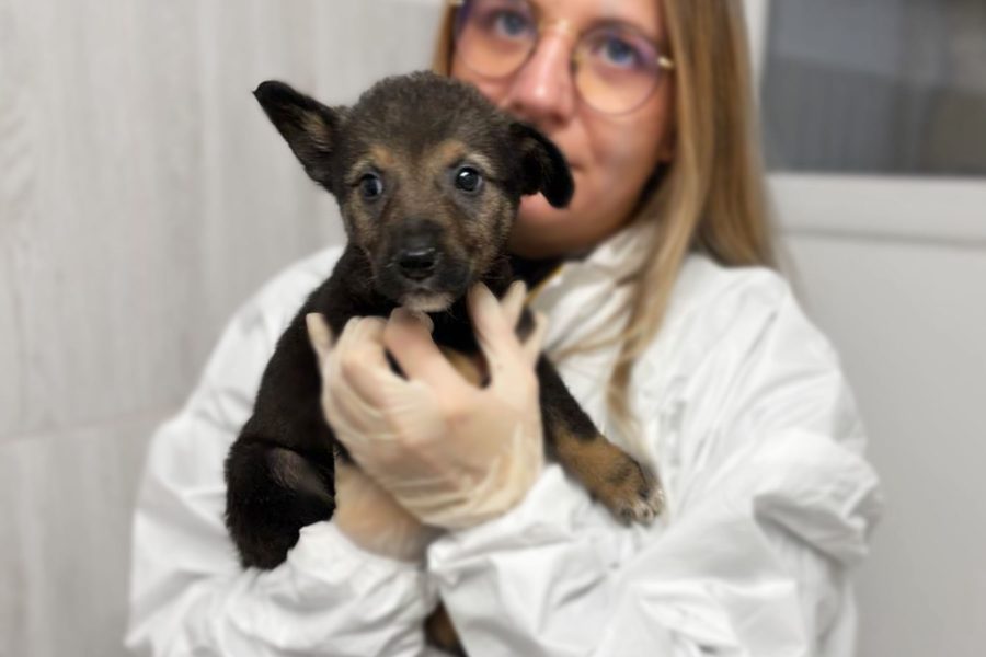 Die kleine braune Arya mit einem Knickohr wird in der Hand gehalten