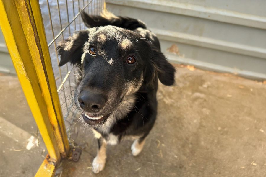 Ypsi sitzt im Shelter und schaut in die Kamera