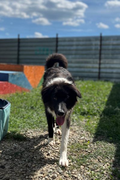 schwarz-weiße Hündin ist auf dem Spielplatz und läuft Richtung Kamera