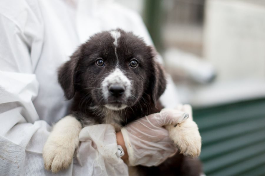 Thursday ist ein wunderschöner schwarz-weißer Rüde.