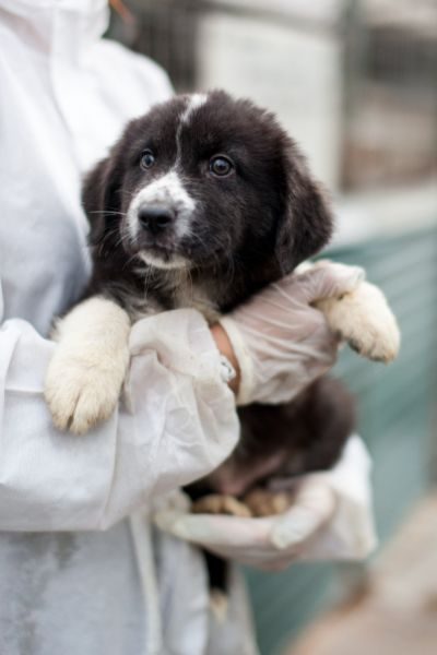 Thursday ist ein wunderschöner schwarz-weißer Rüde.