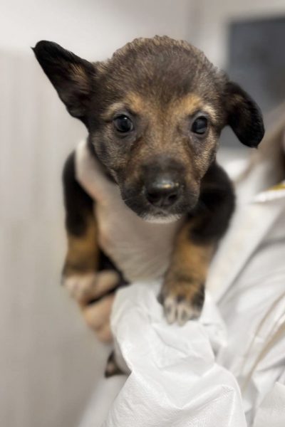 Die kleine braune Arya mit einem Knickohr wird in der Hand gehalten