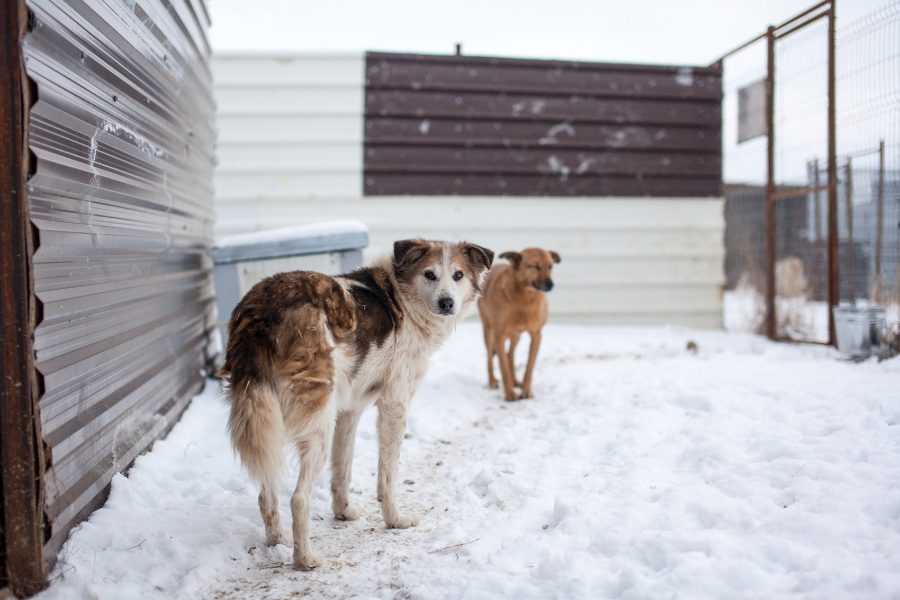 Zwei Hunde stehen im Schnee in ihrem Zwinger