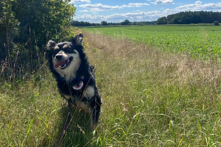 Hund tobt auf einer Wiese.