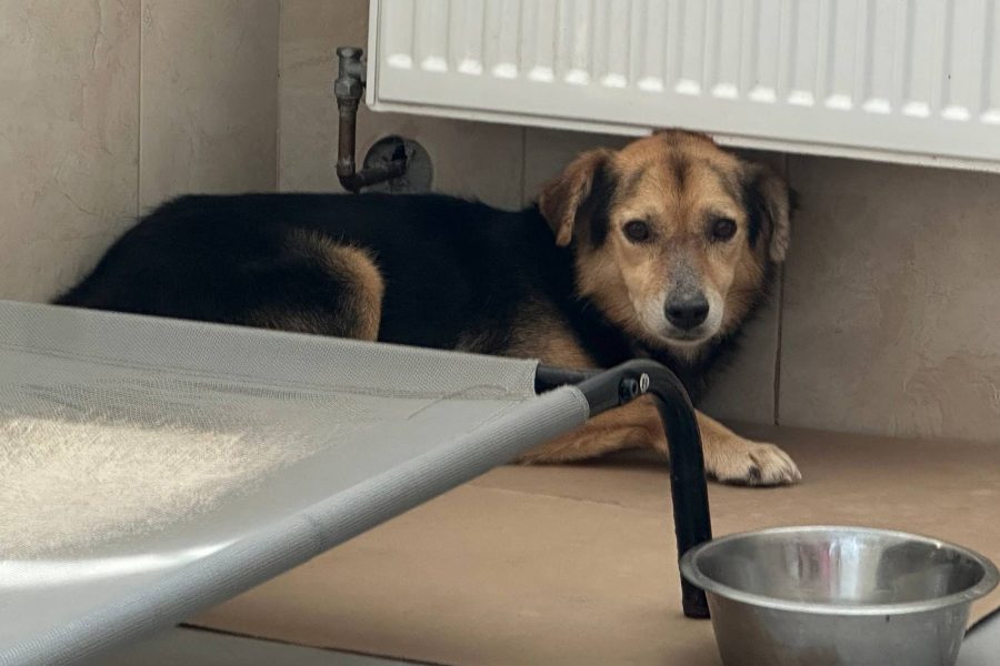 Yacco liegt in seinem Shelter unter der Heizung versteckt und schaut in die Kamera