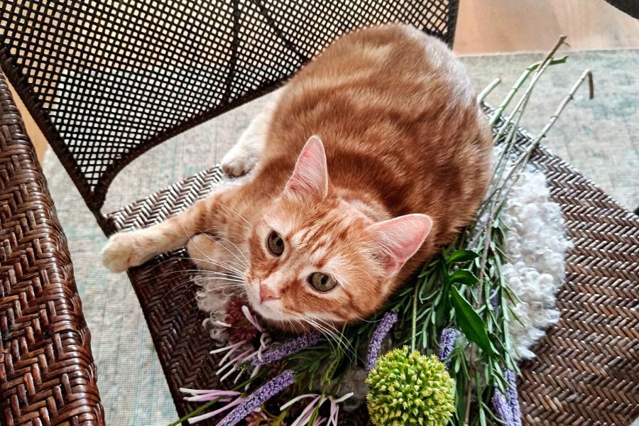 zuhause-gefunden-katze-lilith-hunderettung-europa