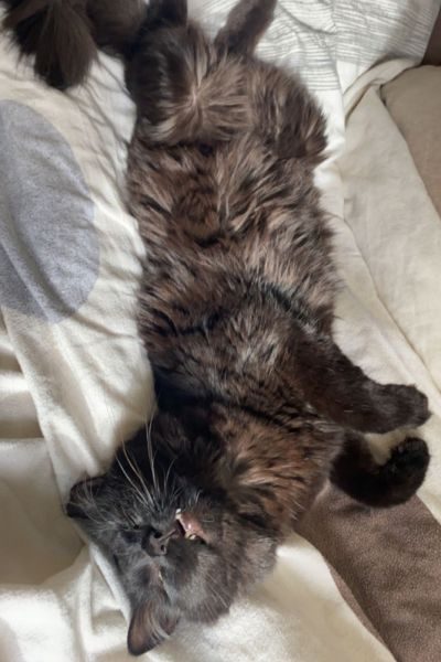 zuhause-gefunden-katze-nera-hunderettung-europa