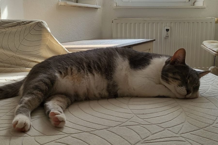 zuhause-gefunden-katze-peggy-hunderettung-europa
