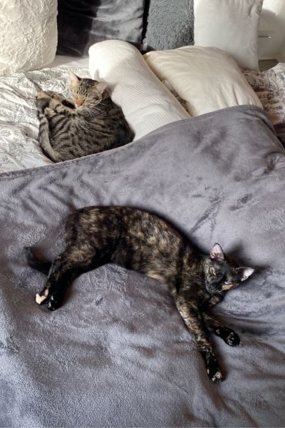 zuhause-gefunden-katzen-rosie-caruso-hunderettung-europa