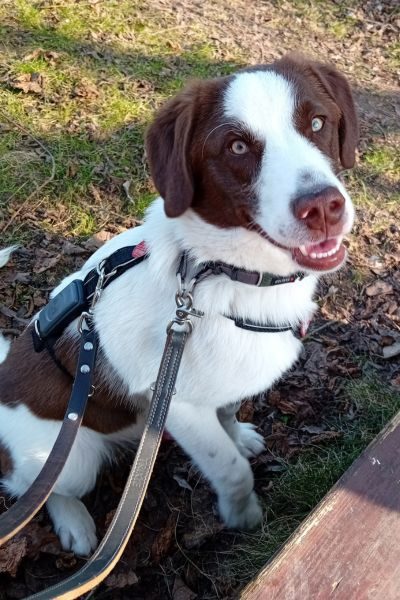 Weißer Hund mit überwiegend braunem Kopf schaut freundlich in die Kamera.