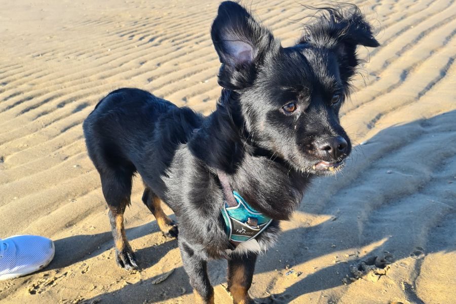 Kleiner schwarzer Hund am Strand.