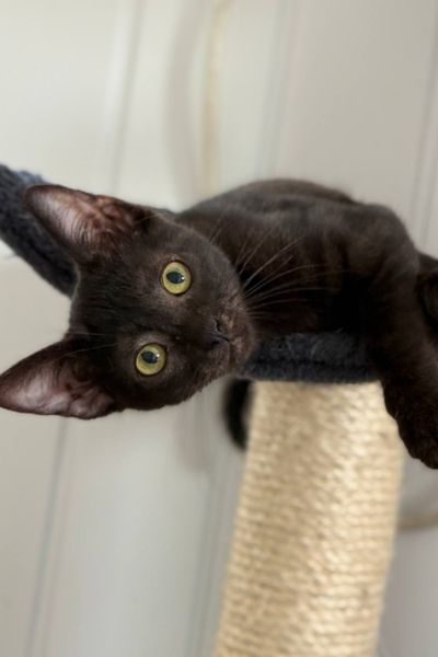 zuhause-gesucht-katze-july-hunderettung-europa