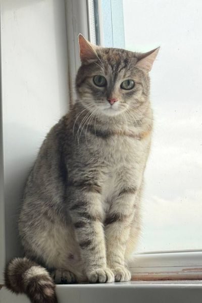 zuhause-gesucht-katze-mandarine-hunderettung-europa