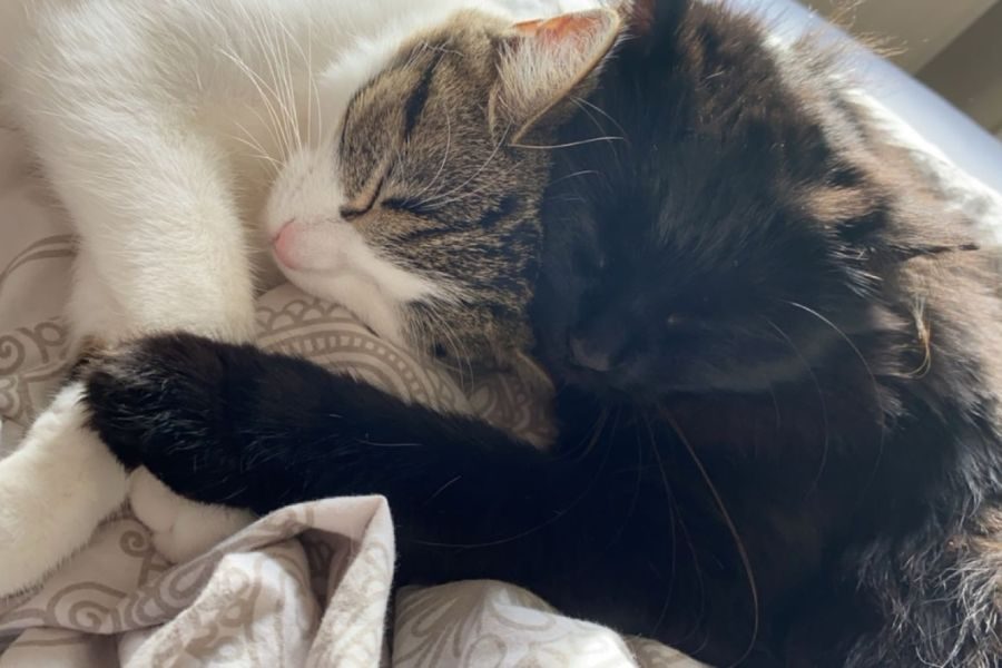 zuhause-katze-nera-hunderettung-europa