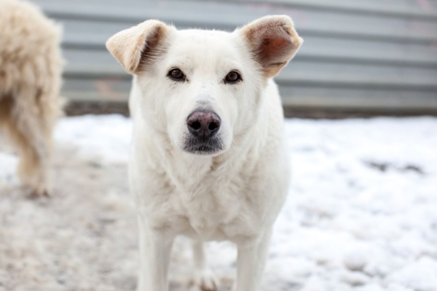Ein weißer Hund steht im Schnee und schaut mit nach vorne gerichteten Ohren in die Kamera